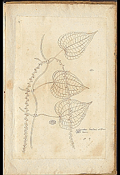 no HD illustration available (4)