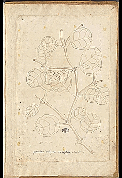 no HD illustration available (4)