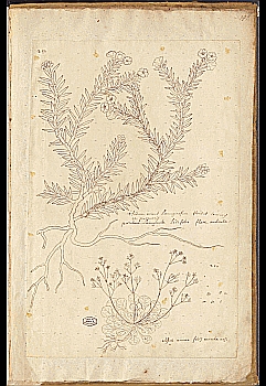 no HD illustration available (4)