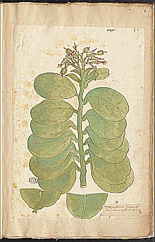 no HD illustration available (4)