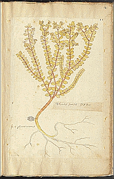 no HD illustration available (4)