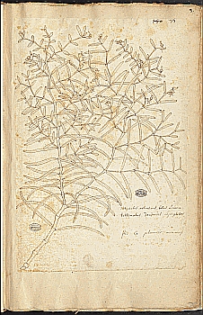 no HD illustration available (4)