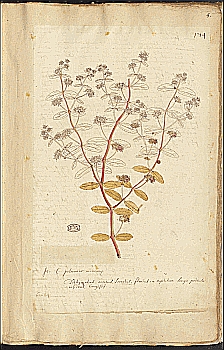 no HD illustration available (4)