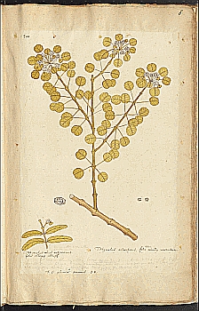 no HD illustration available (4)