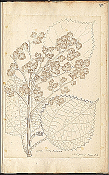 no HD illustration available (4)