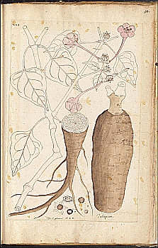 no HD illustration available (4)