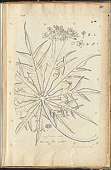 no HD illustration available (4)