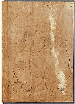 no HD illustration available (4)