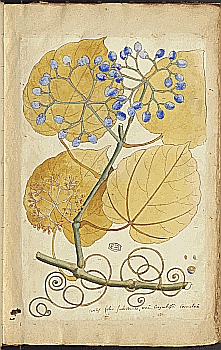 no HD illustration available (4)