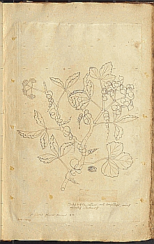 no HD illustration available (4)