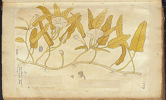 no HD illustration available (4)