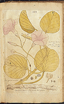 no HD illustration available (4)