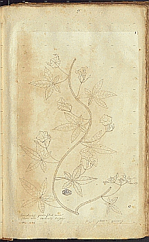 no HD illustration available (4)