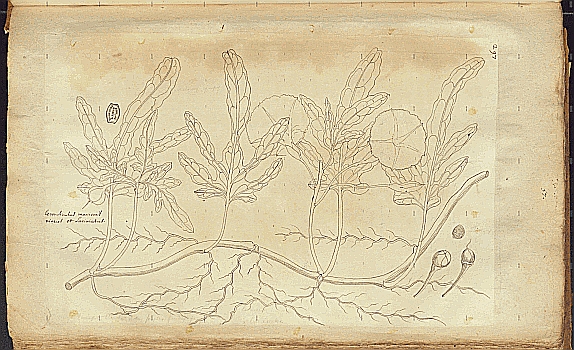 no HD illustration available (4)