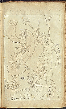 no HD illustration available (4)