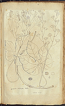 no HD illustration available (4)