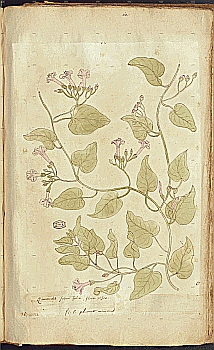 no HD illustration available (4)