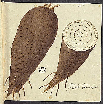 no HD illustration available (4)