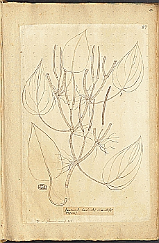 no HD illustration available (4)