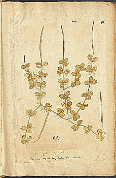 no HD illustration available (4)