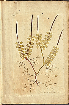 no HD illustration available (4)