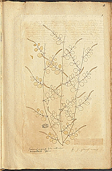 no HD illustration available (4)