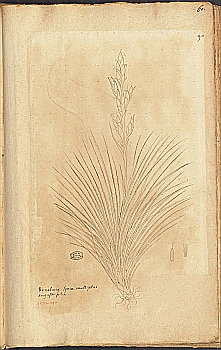 no HD illustration available (4)