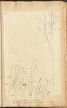 no HD illustration available (4)