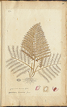 no HD illustration available (4)