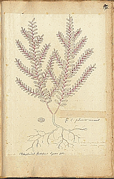 no HD illustration available (4)