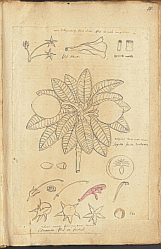 no HD illustration available (4)