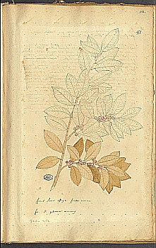 no HD illustration available (4)