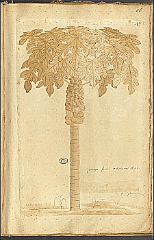 no HD illustration available (4)