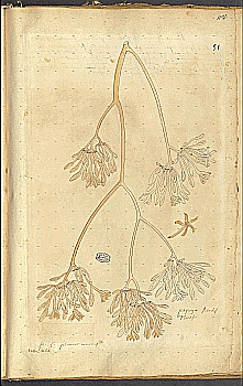 no HD illustration available (4)