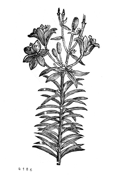 no HD illustration available (4)