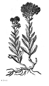 no HD illustration available (4)