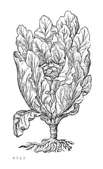 no HD illustration available (4)