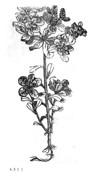 no HD illustration available (4)