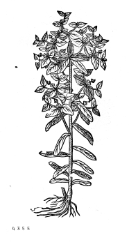 no HD illustration available (4)