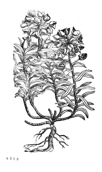 no HD illustration available (4)