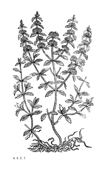 no HD illustration available (4)