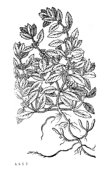 no HD illustration available (4)