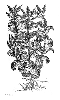 no HD illustration available (4)