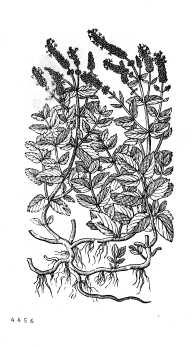 no HD illustration available (4)