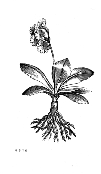 no HD illustration available (4)