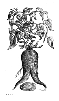 no HD illustration available (4)