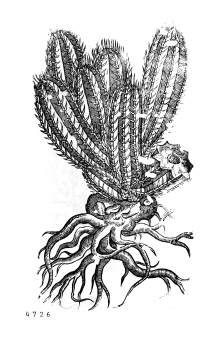 no HD illustration available (4)