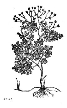 no HD illustration available (4)