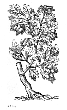 no HD illustration available (4)