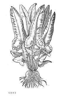 no HD illustration available (4)